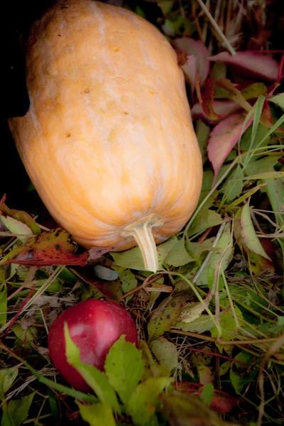 Calabaza con vela encendida en hojas de otoño — Foto de Stock