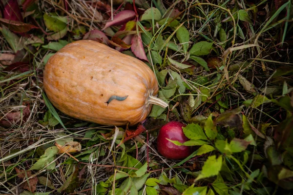 Calabaza con vela encendida en hojas de otoño — Foto de Stock