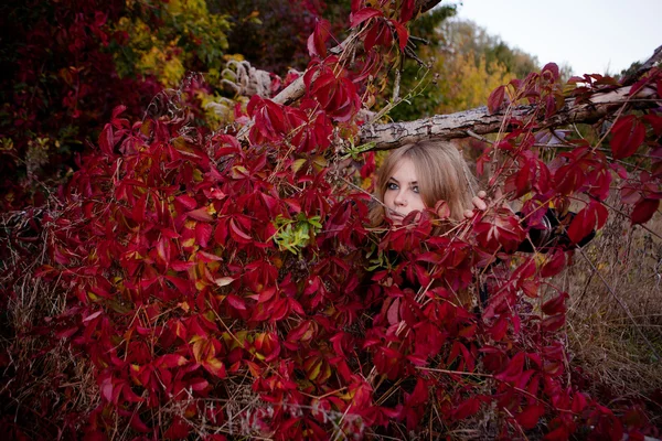 Herbst Porträt der schönen Mädchen. Rote Blätter. Herbstfarben — Stockfoto