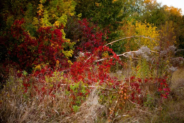 Bluszcz, który jesienią liście jesienią — Zdjęcie stockowe