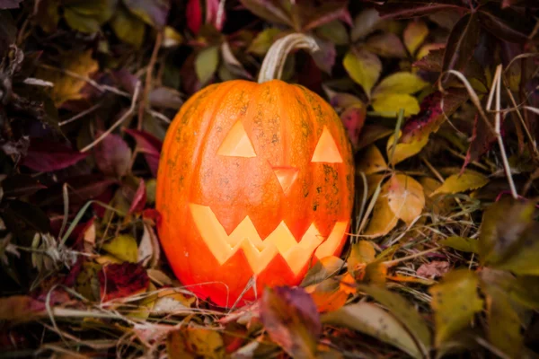 Pumpkin with lighting candle in autumn leaves — Stock Photo, Image