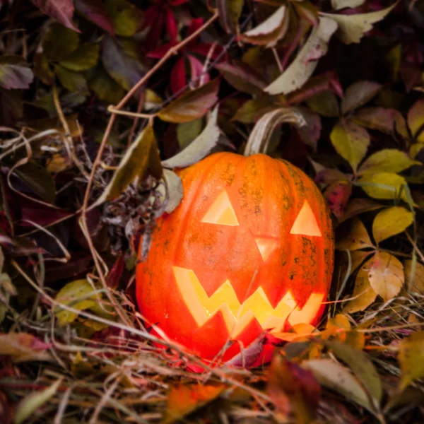 Pumpkin with lighting candle in autumn leaves — Stock Photo, Image