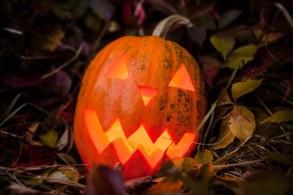 Pompoen met verlichting kaars in herfst bladeren — Stockfoto