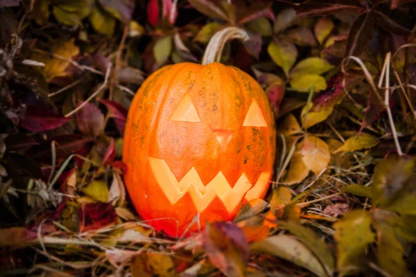 Pumpkin with lighting candle in autumn leaves — Stock Photo, Image