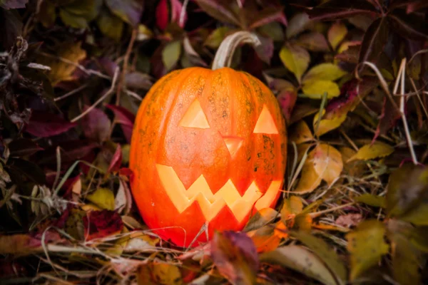 Pumpkin with lighting candle in autumn leaves — Stock Photo, Image