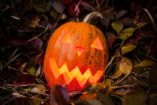 Pumpkin with lighting candle in autumn leaves — Stock Photo, Image