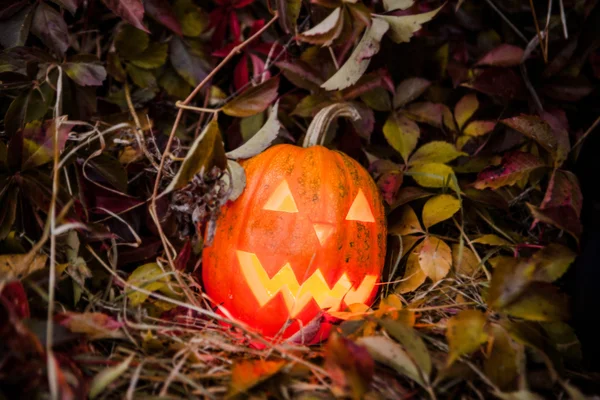 Pumpkin with lighting candle in autumn leaves — Stock Photo, Image