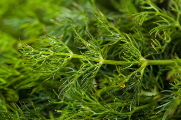 Bunch of dill for background use — Stock Photo, Image
