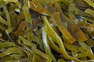 Laminarya (Kelp) yosun arka plan