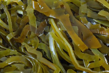 Laminaria (Kelp) Seaweed  background clipart