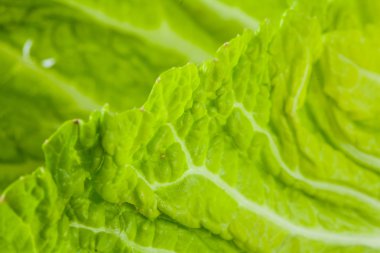 Çince lahana yaprağı