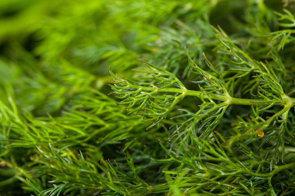 Bunch of dill — Stock Photo, Image