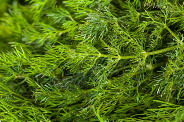 Bunch of dill — Stock Photo, Image