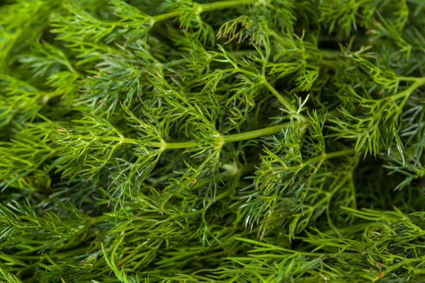 Bunch of dill for background use — Stock Photo, Image