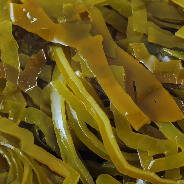 Laminaria (Kelp) Fondo de algas marinas — Foto de Stock