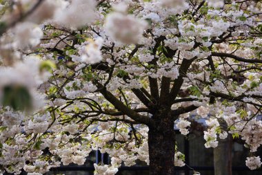 Yeni gelişen ağaç ve çiçek açan çiçekler Hollandalı Bahçe 'keukenhof', Hollanda,