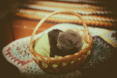 Sepet içinde uyuyan kedi