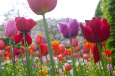 güzel renkli çiçekler