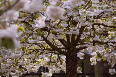 Yeni gelişen ağaç ve çiçek açan çiçekler Hollandalı Bahçe 'keukenhof', Hollanda,