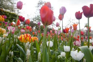 güzel renkli çiçekler