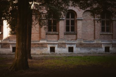 Ağaç ve güneş ışığı ve Chernivtsi Üniversitesi