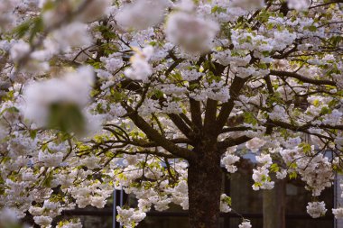 Yeni gelişen ağaç ve çiçek açan çiçekler Hollandalı Bahçe 'keukenhof', Hollanda,