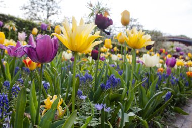 güzel renkli çiçekler