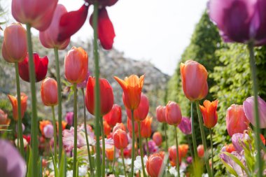 güzel renkli çiçekler