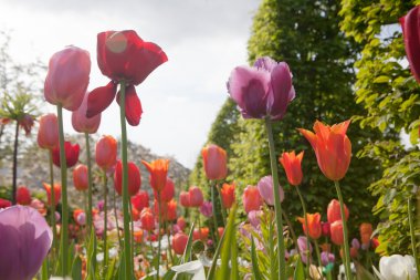 güzel renkli çiçekler