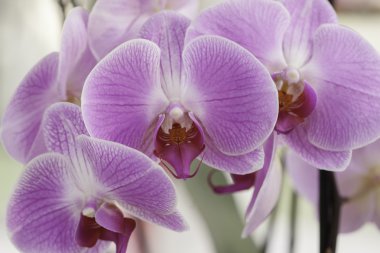 Pembe orkide phalaenopsis Close-Up.