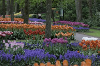renkli bahar çiçekleri holland Bahçe keukenhof, Hollanda