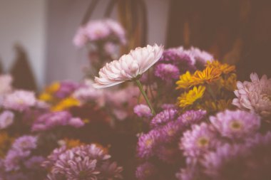 Eflatun çiçekler çok güzel 