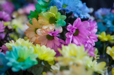 Güzel renkli çiçekler