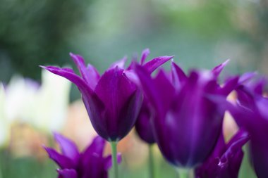 Canlı Menekşe lale, Bahar, açık havada