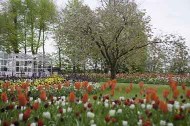 Holland Park'ta Keukenhof renkli çiçek açan laleler