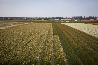 Hollanda'da alınan Lale alan