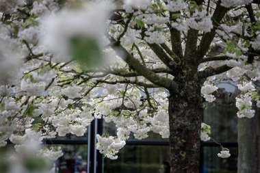 Yeni gelişen ağaç ve çiçek açan çiçekler Hollandalı Bahçe 'keukenhof', Hollanda