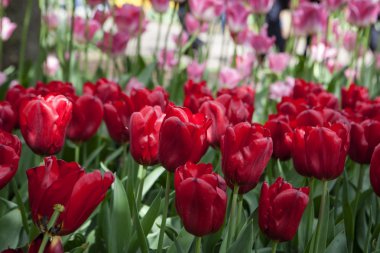 Kırmızı lale çiçek bahçesinde