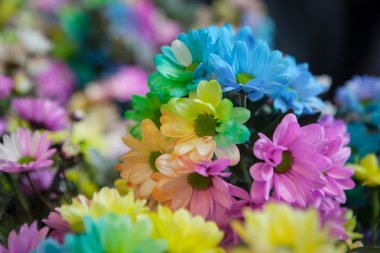 Güzel renkli çiçekler