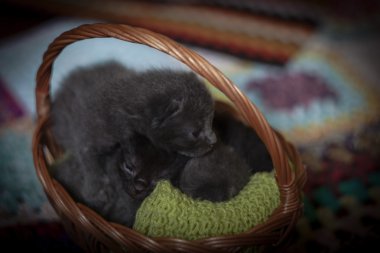 Sepet içinde uyuyan kedi