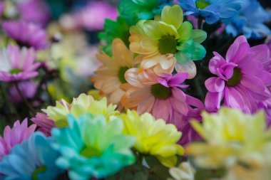 Güzel renkli çiçekler