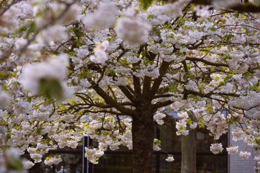 Yeni gelişen ağaç ve çiçek açan çiçekler Hollandalı Bahçe 'keukenhof', Hollanda,