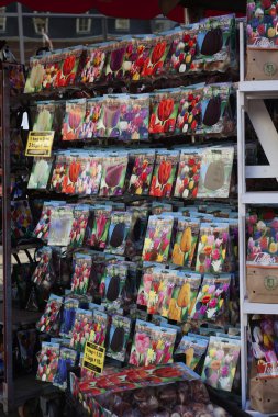 Lale soğanı Amsterdam Çiçek çeşitleri