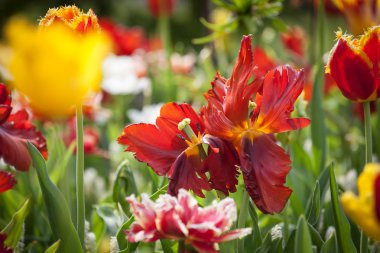 Parktaki renkli laleler.