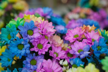 Güzel renkli çiçekler