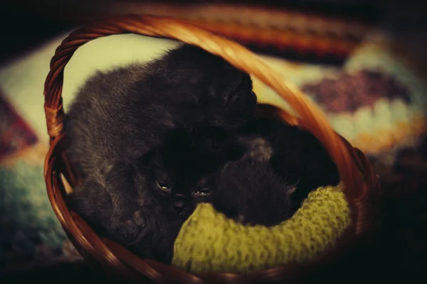バスケットで眠っている猫 — ストック写真