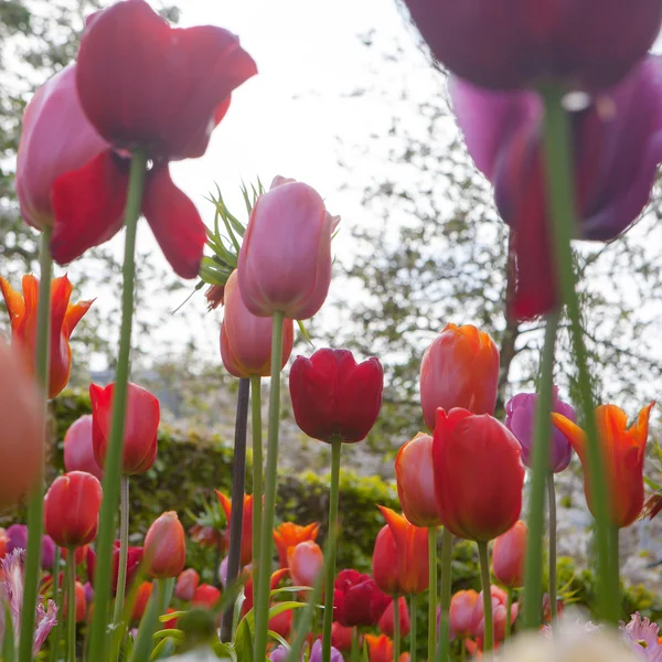 Schöne farbige Blumen — Stockfoto