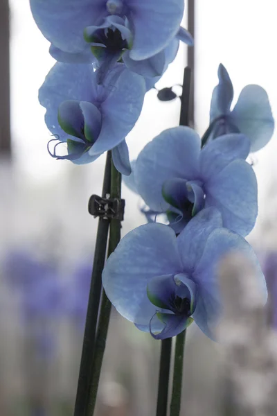 Schöne blaue Orchideen — Stockfoto