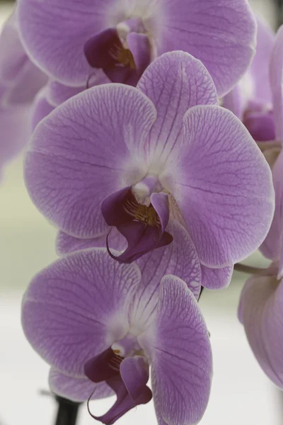 Rózsaszín orchidea phalaenopsis részlete. — Stock Fotó