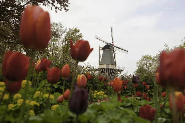 Molino de viento holandés sobre hileras de tulipanes, Holanda —  Fotos de Stock